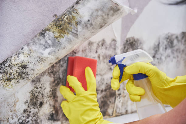 Why You Should Choose Our Mold Remediation Services in Sam Rayburn, TX